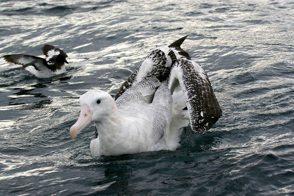 Wandering Albatrosses.....