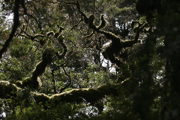 Moss in the Southern Beech ( Nothofagus) forest.