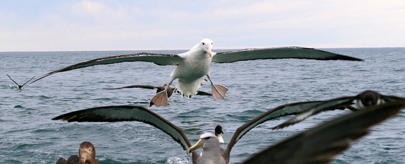 Incoming  Wandering Albatross !