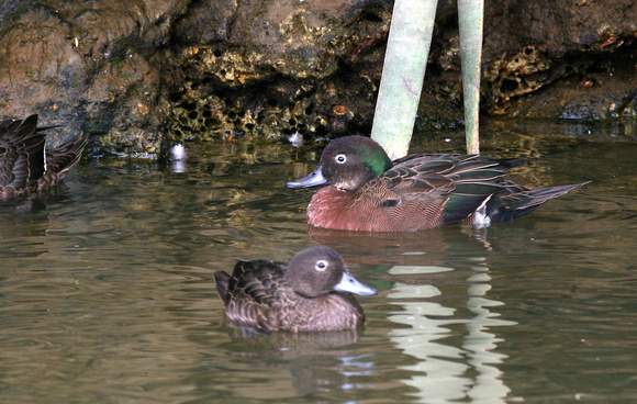 The endemic Brown Teal