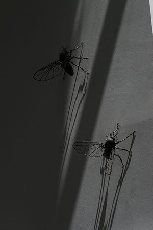 Some rather life-like sculptures of flies !
