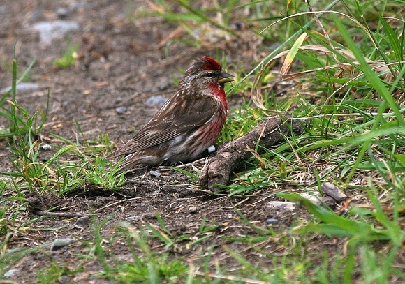 Introduced Common ( Mealy) Redpoll