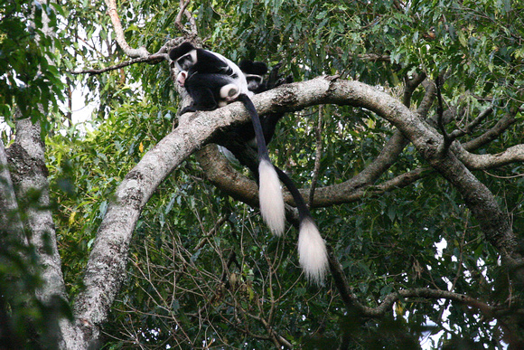 Eastern Black-and-white Colobus Monkeys.