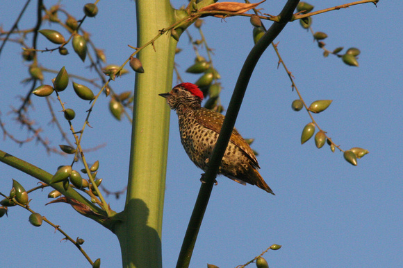 Green-backed ( Little-spotted) Woodpecker