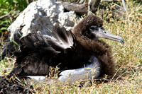 ..the small colony of Laysan Albatrosses....this is a juvenile.