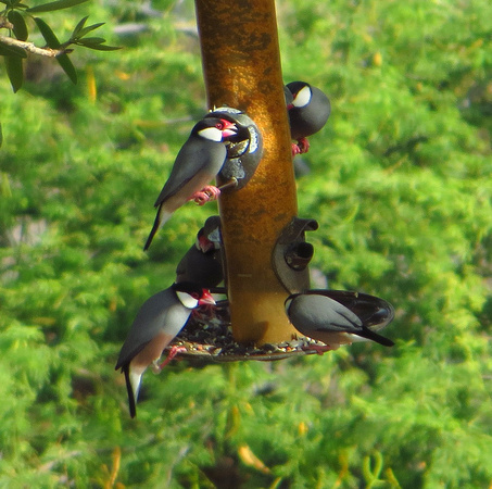 Java Sparrows.