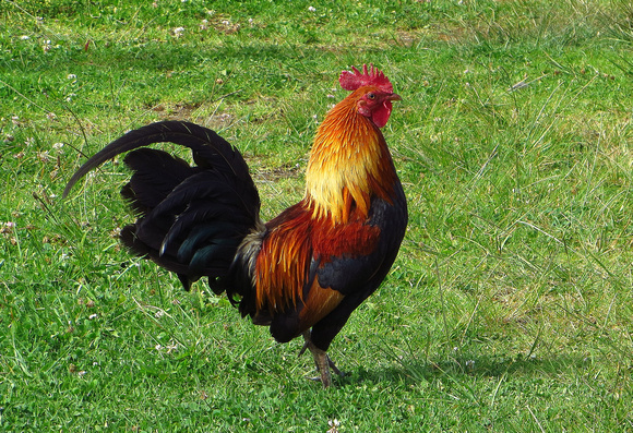 The introduced  but no less splendid Red Jungle Fowl.