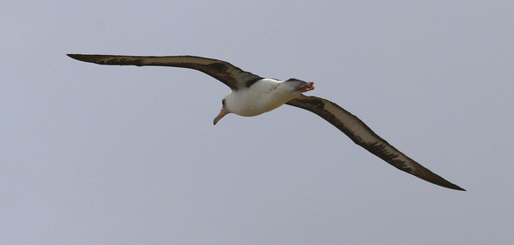 Laysan Albatross...a few pairs  breed here.