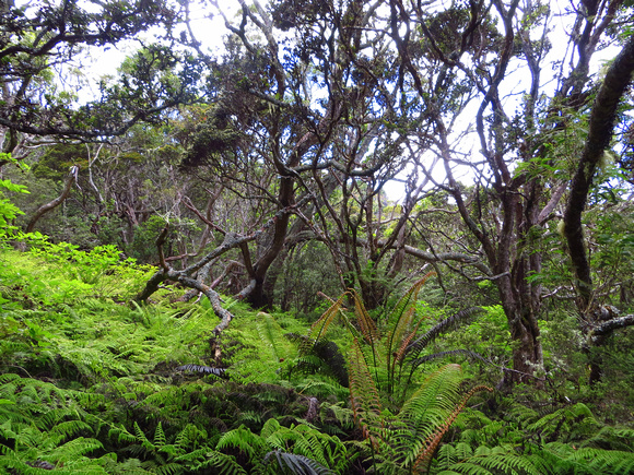 The superb native forest at Waikamoi Preserve, Maui.