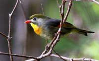 Another introduction...Red-billed  Leiothrix or "Pekin Robin".