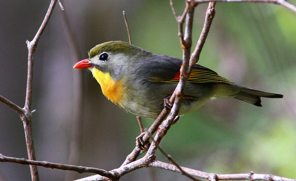 Another introduction...Red-billed  Leiothrix or "Pekin Robin".