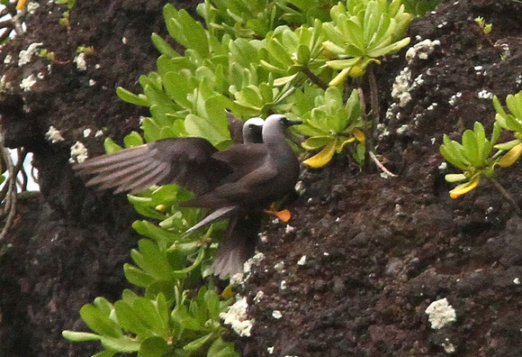 ...looking  for the Hawaiian race of Black Noddy with its  distinctive orange legs and feet.