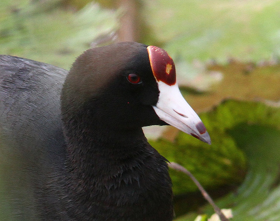 Endemic Hawaiian Coot.....about 10% have this odd colouration on the frontal shield.