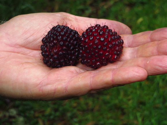 These wild Raspberries  were  almost too big to be true..but their slight bitterness makes them best suited to jam-making.