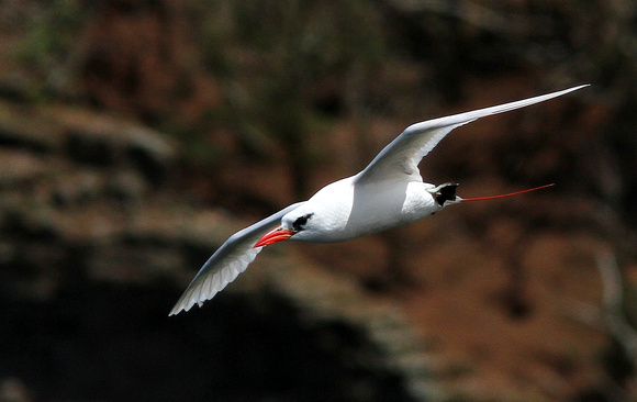 The Tropicbirds are the best part though!!