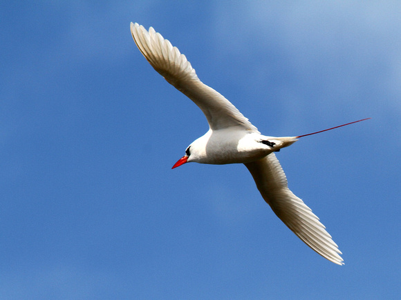 But for elegance, it's hard to beat the Red-tailed  Tropicbird.