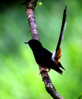 The introduced White-rumped Shama....where else  do they show as well?!