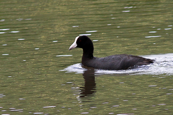 Hawaiian Coot...the more usual form.