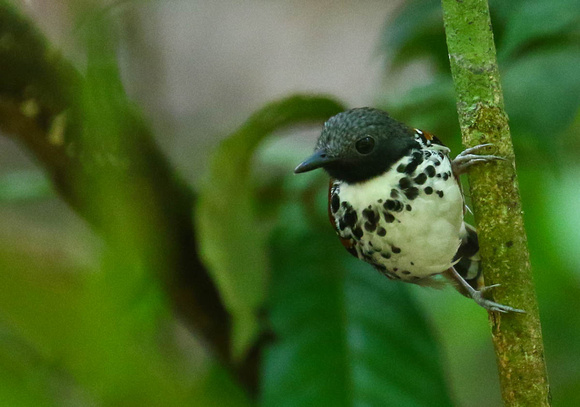 Spotted Antbird....