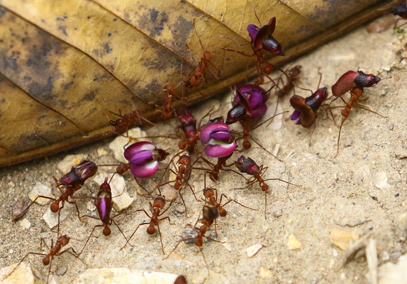 These Leaf-Cutter  Ants were carrying their beautiful bounty home.....