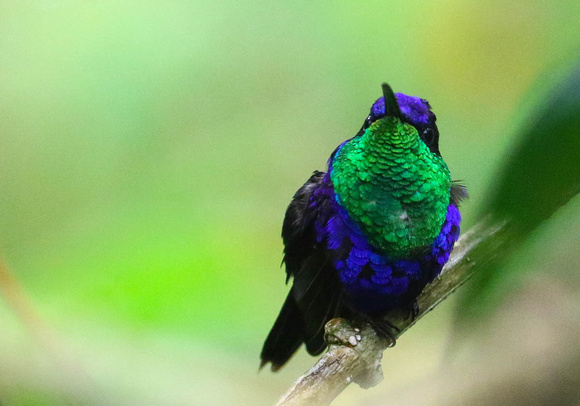 Violet-crowned Woodnymph ( male).