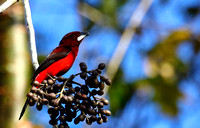 Crimson-backed Tanager.