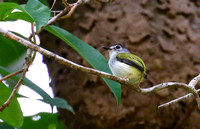 ....the rather  tail-less Black-capped Pygmy-Tyrant...