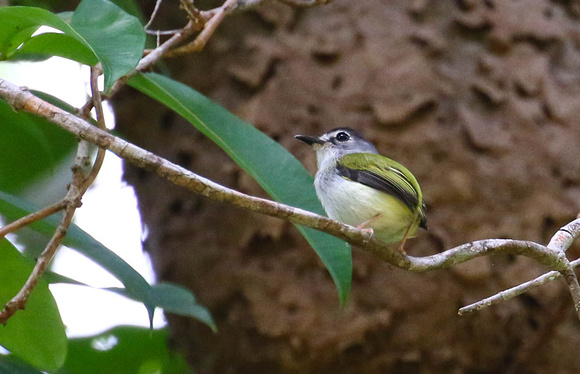 ....the rather  tail-less Black-capped Pygmy-Tyrant...