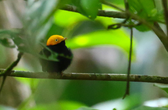 ...and this Golden-headed Manakin.