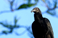 Situated in a  birdy area.....Black Vulture....