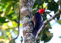 ......Crimson-crested Woodpecker !