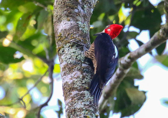 ......Crimson-crested Woodpecker !