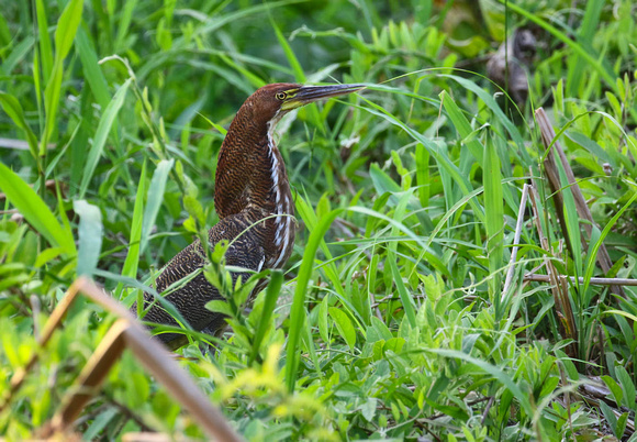 Later we saw  this Rufescent Tiger-Heron....