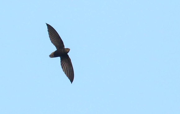 Short-tailed swift