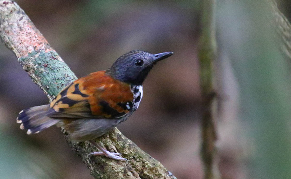 Spotted Antbird.