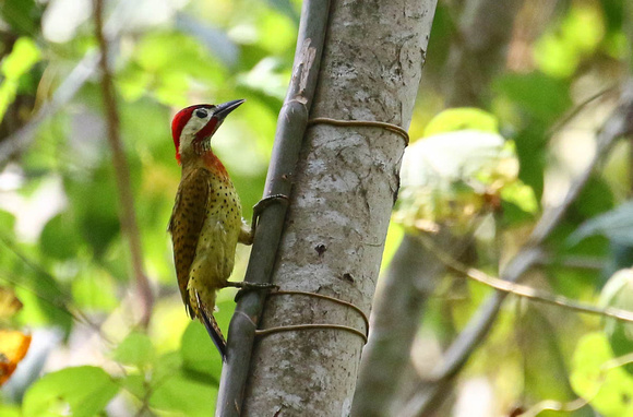 Spot-breasted Woodpecker.