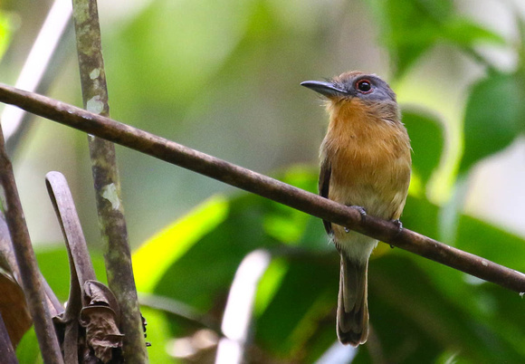 The near-endemic Grey-cheeked  Nunlet.