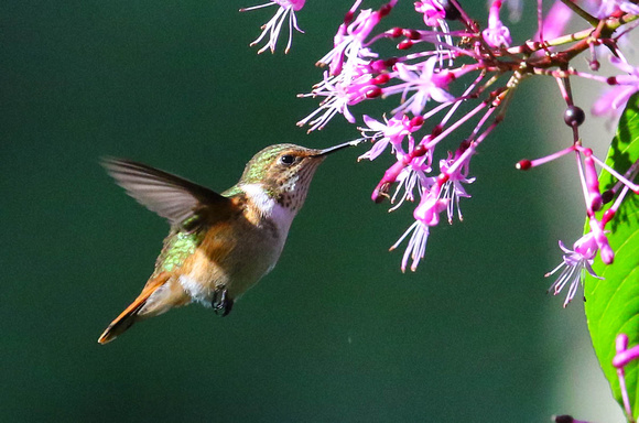Scintillant Hummingbird ( female).
