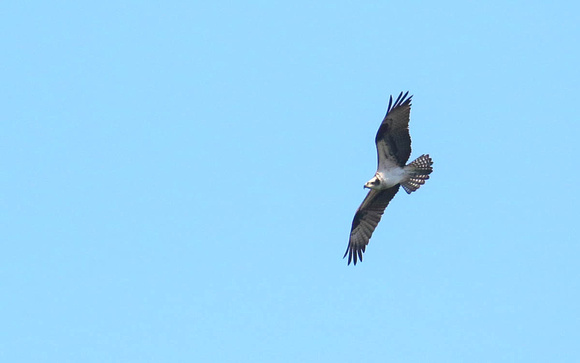 ....and a  fly-by Osprey.