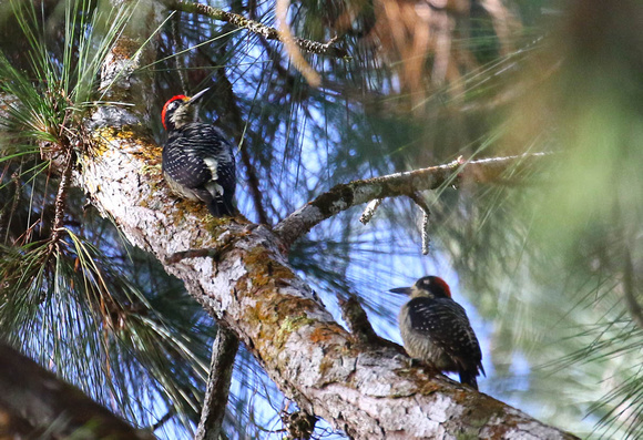 Black-cheeked  Woodpeckers.