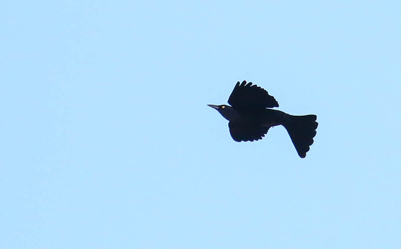 Great-tailed Grackle.