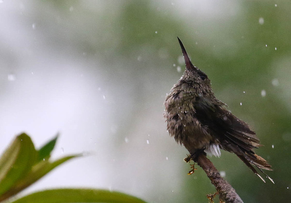 ...and this Brown Violetear is  having a  wash!