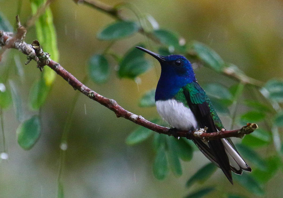White-necked Jacobin....as the rain started.....