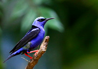 ...and the outrageous Red-legged Honeycreeper.