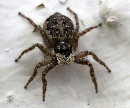 this arachnid  has  excellent  eye-sight.