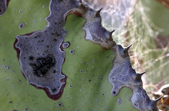 Cactus thorns....