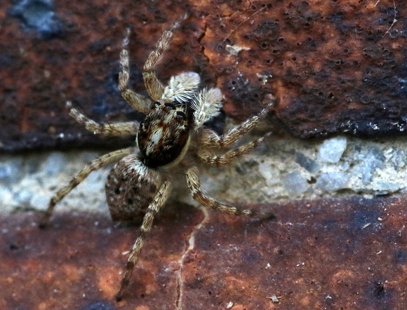 Jumping spider.....Cacyreus marshalli