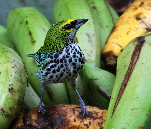 The gorgeous Speckled Tanager