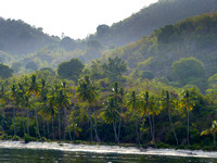 The island is ringed  by Coconut palms...