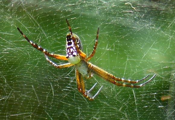A smart but unidentified spider.